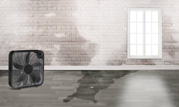 Best Local water damage restoration  in Cherry Grove, OH